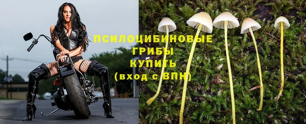 прущие грибы Алзамай