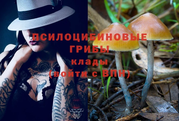 прущие грибы Алзамай